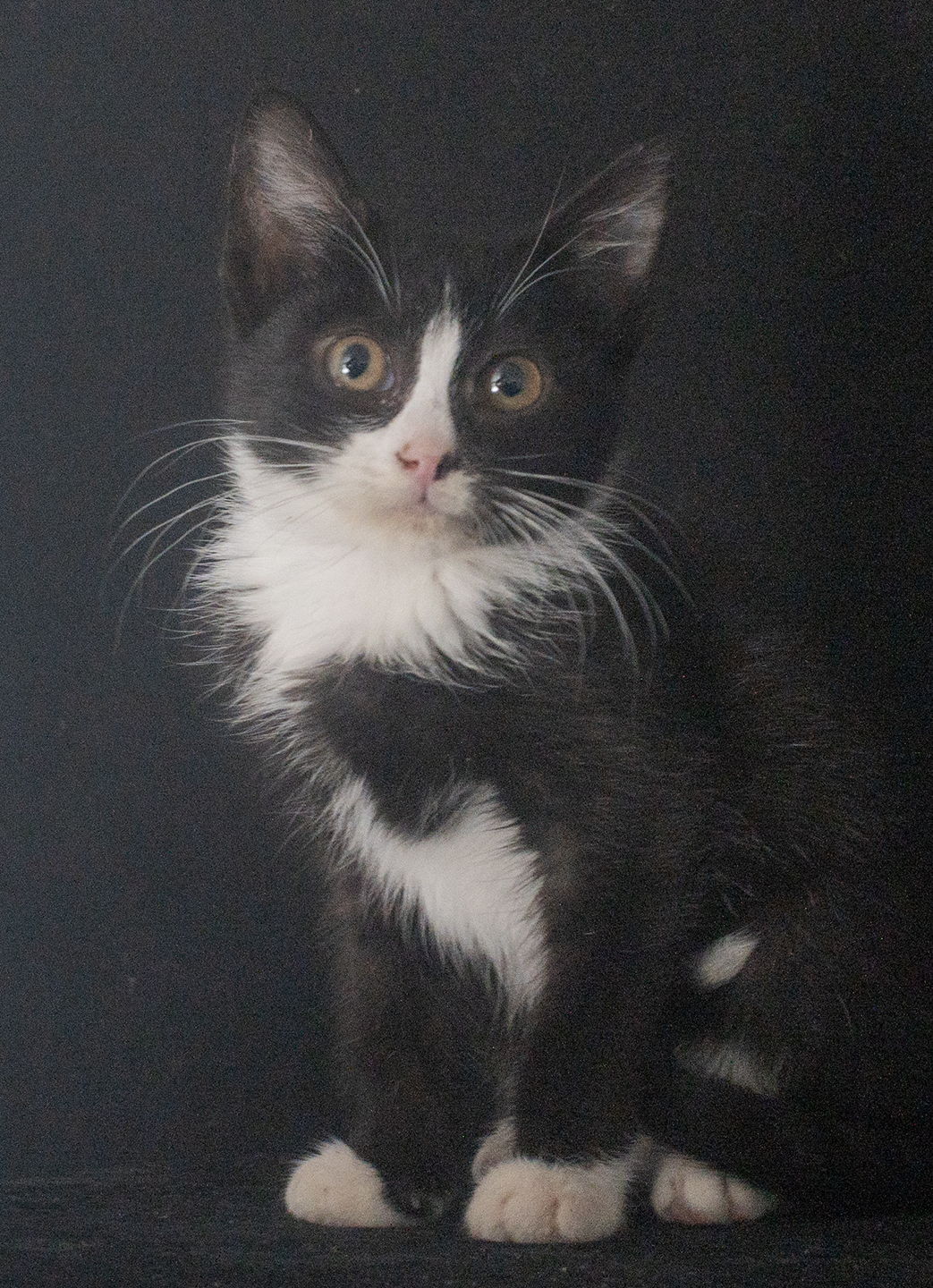 Top Cat Sanctuary cat photo